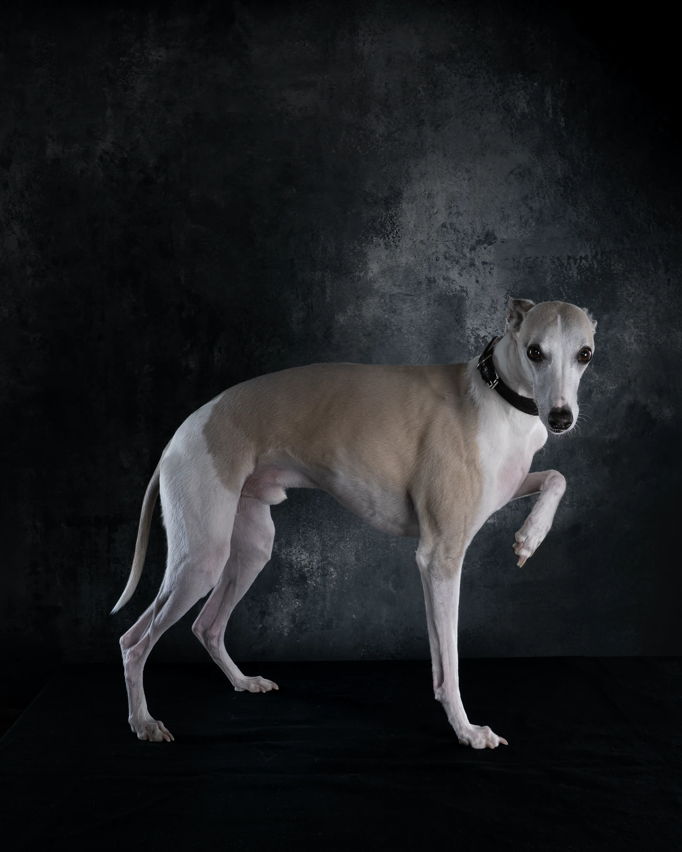 Fine art dog portrait from the Hound Town collection