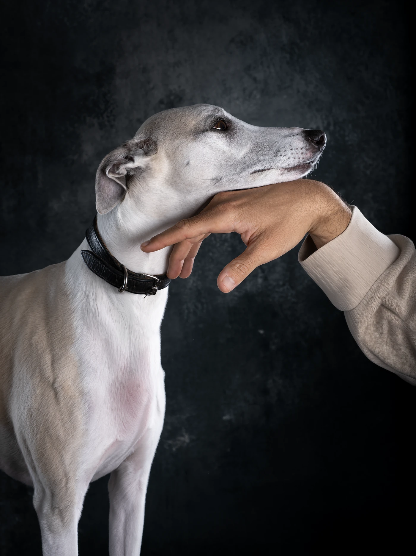 Characterful dog portrait from the Hound Town collection