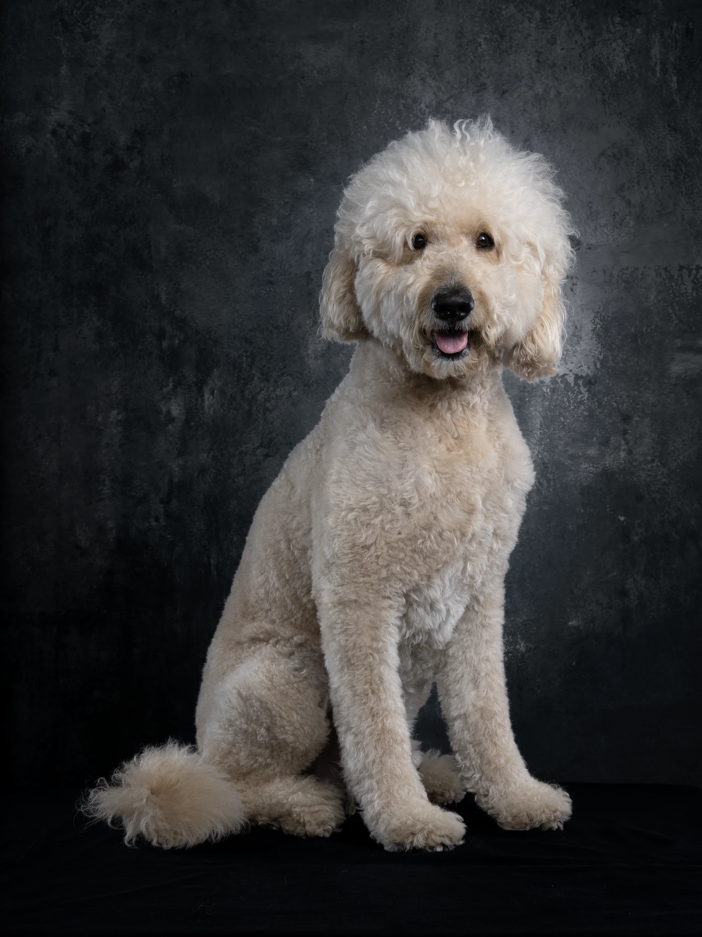 Contemporary dog portrait photographed by Hound Town