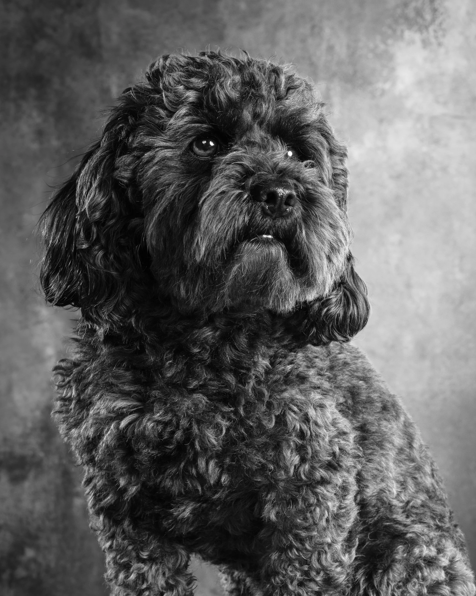 Black and white Hound Town portrait of a curly-coated dog